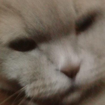 Ass_bobra