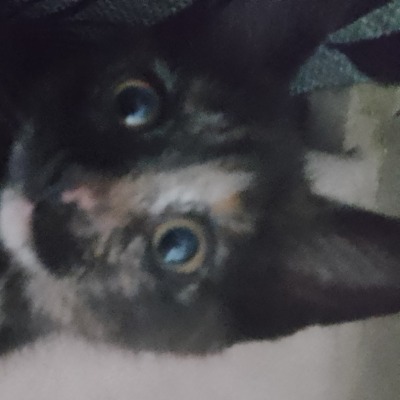 Flaffi