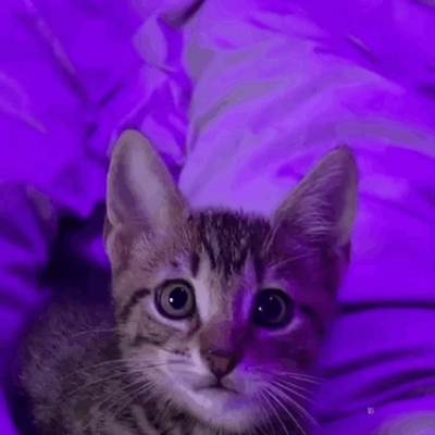 котик спер лапшу