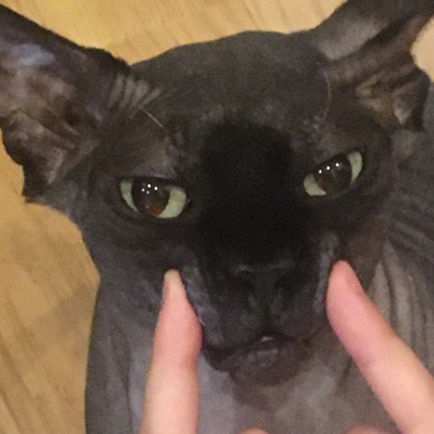 ноукатед