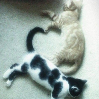 I love cats