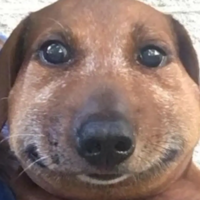 gxvwqs