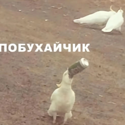 Енотя
