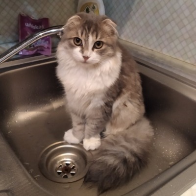 CutiePatootie200