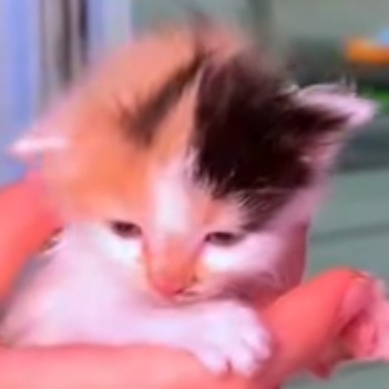 ll_meowmeow_ll