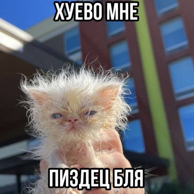 мявка мявка