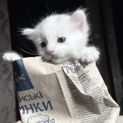 жабка клавка