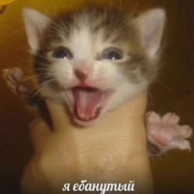 пупок деда