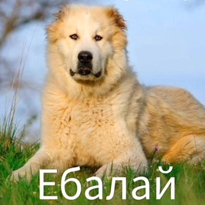 Sangr.ia