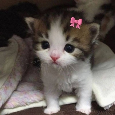 ночной кошмар ильи