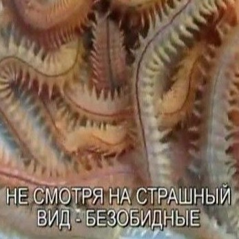 Нямкк