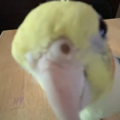 gus936251