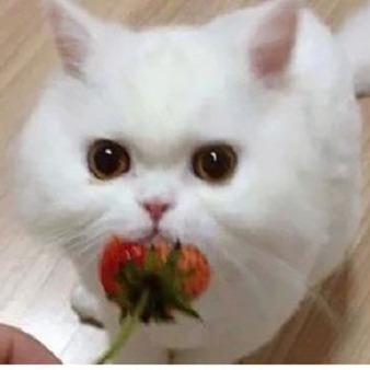 Foxte