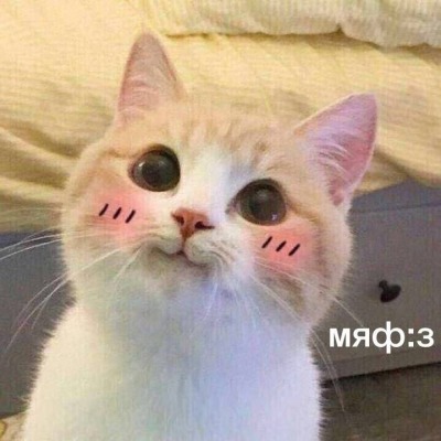 KatyCha