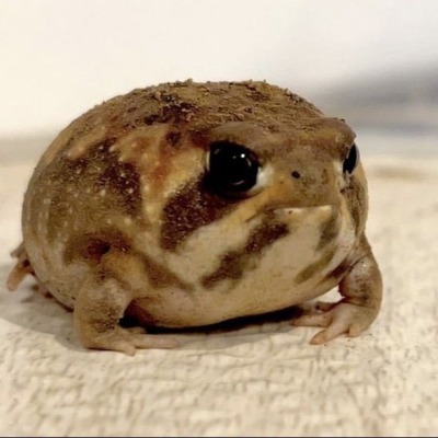 Кактусинка