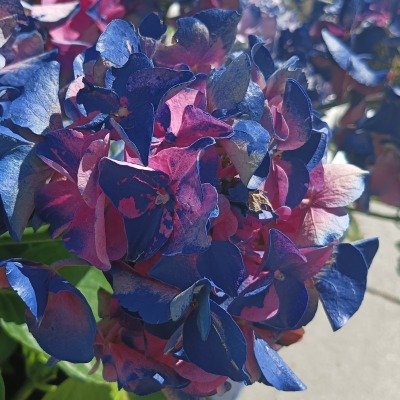 Poisonous flower