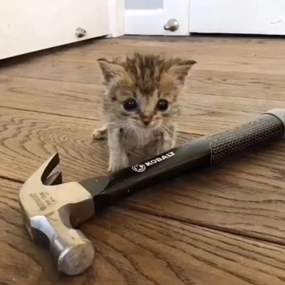 neko0000