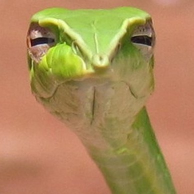 Бульбарик