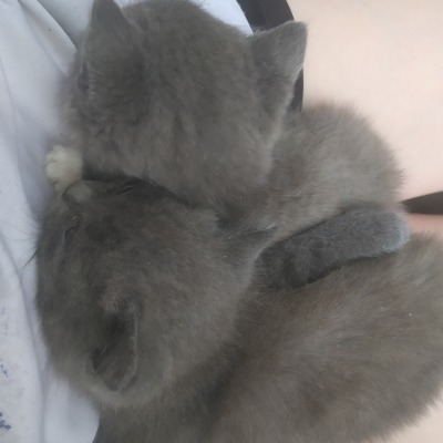 Шашлычок из жопы