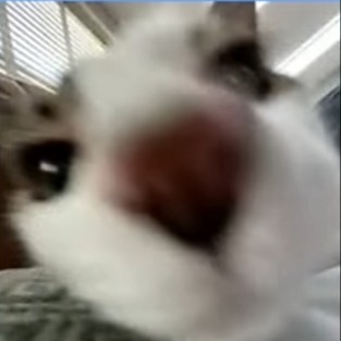 я вишня