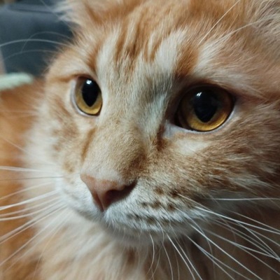 У меня есть кот