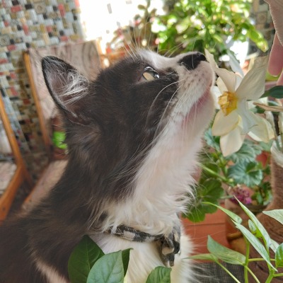 Кто-то с котом