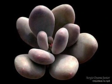 pachyphytum