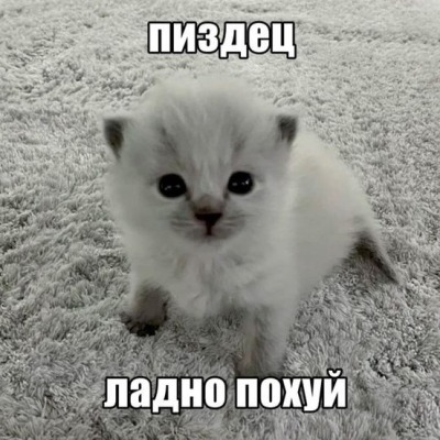 Люблю pay gorn