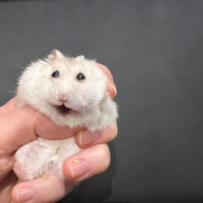 Мистер Хомяк