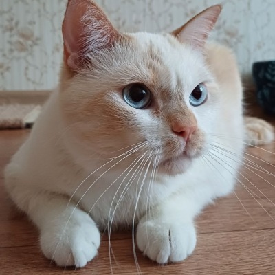Ты моё яблочко