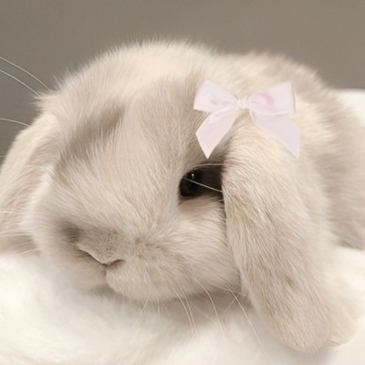 sunny_bunny