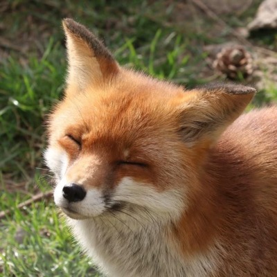 Fox cub_lisa