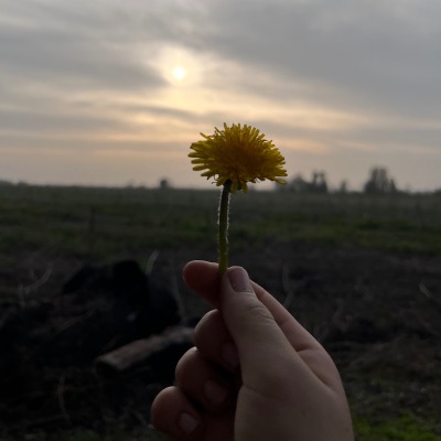 SOSAL_DA