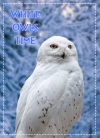 White Owls Time