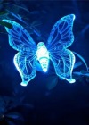 Moths