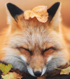 FoxAs Team