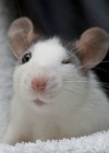 China Mouse