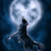 Ночной кот волк
