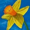 Narcissus