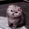 хуй нестора