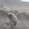 хуй ягами