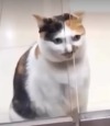 Cat Scribe