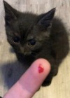 Kitty Cat
