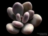 pachyphytum