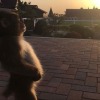сипаю хокаге линчик