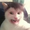Котяна