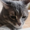 mis_blimbir