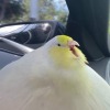 РАБОТА МОЯ ШИППЕРИТЬ