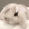sunny_bunny