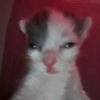 Broni